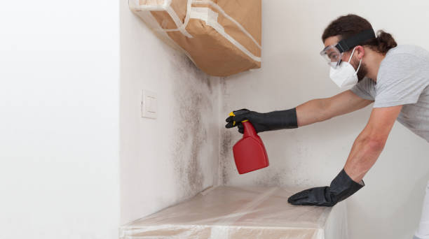 Professional Basement Mold Remediation technician working in Roselle Park, NJ