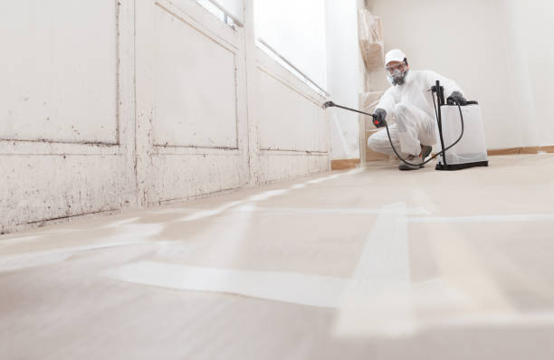 24/7 Emergency Basement Mold Remediation experts in Roselle Park, NJ
